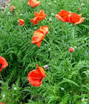 Image of Oriental poppy