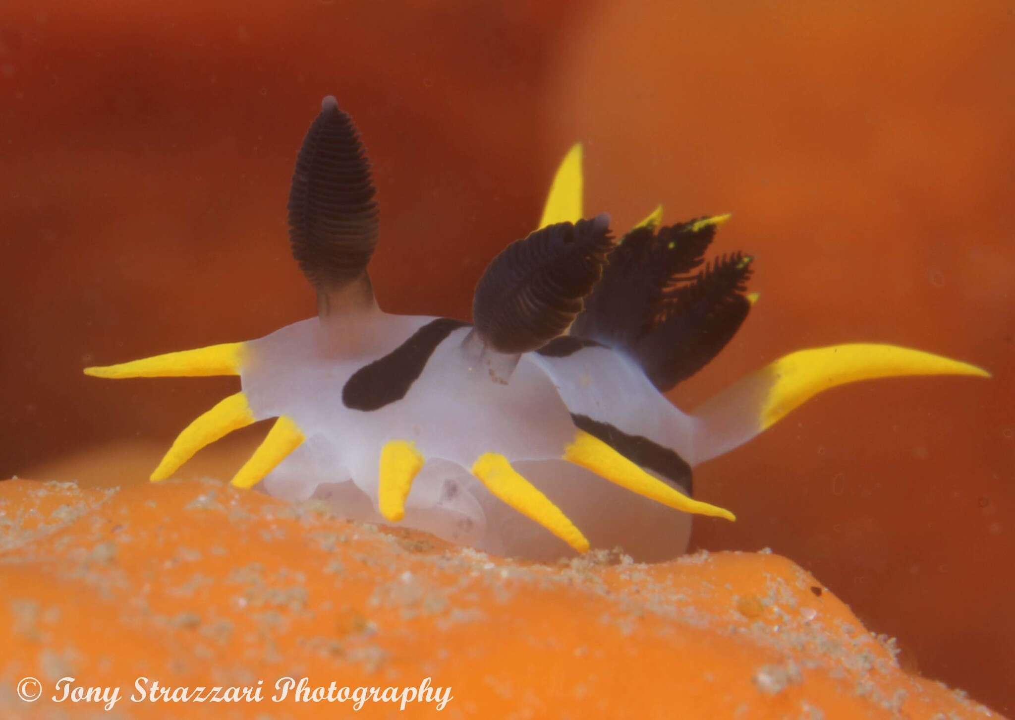 Image of Crowned nudibranch