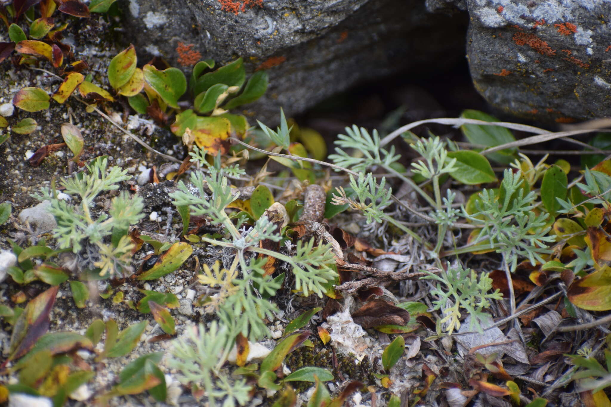 Image of forked wormwood