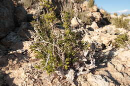 Image of saltwater bush