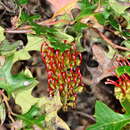 Image of Brisbane Ranges Grevillea