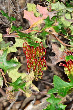 Image of Brisbane Ranges Grevillea