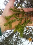 Image of Black Spruce