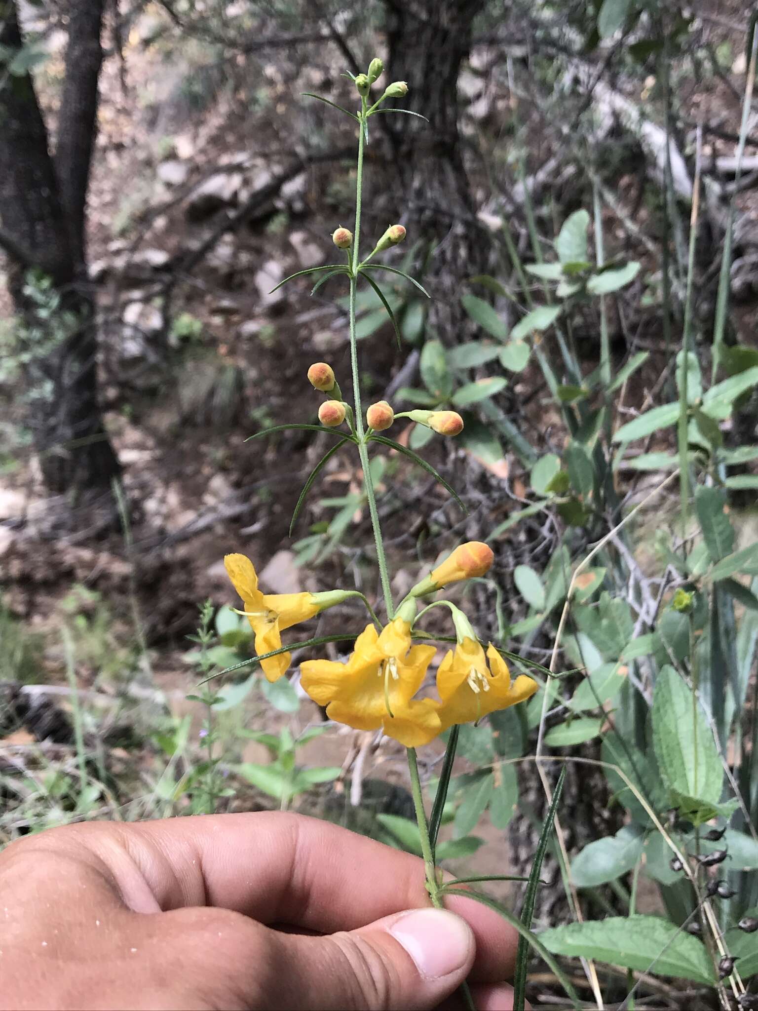 Image of Arizona desert foxglove