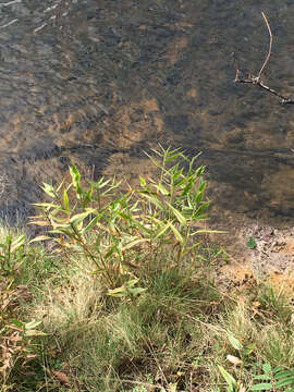 Image of Deer-Tongue Rosette Grass