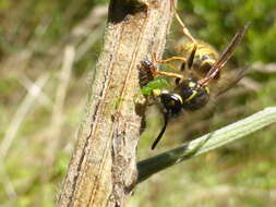 Image of Common wasp