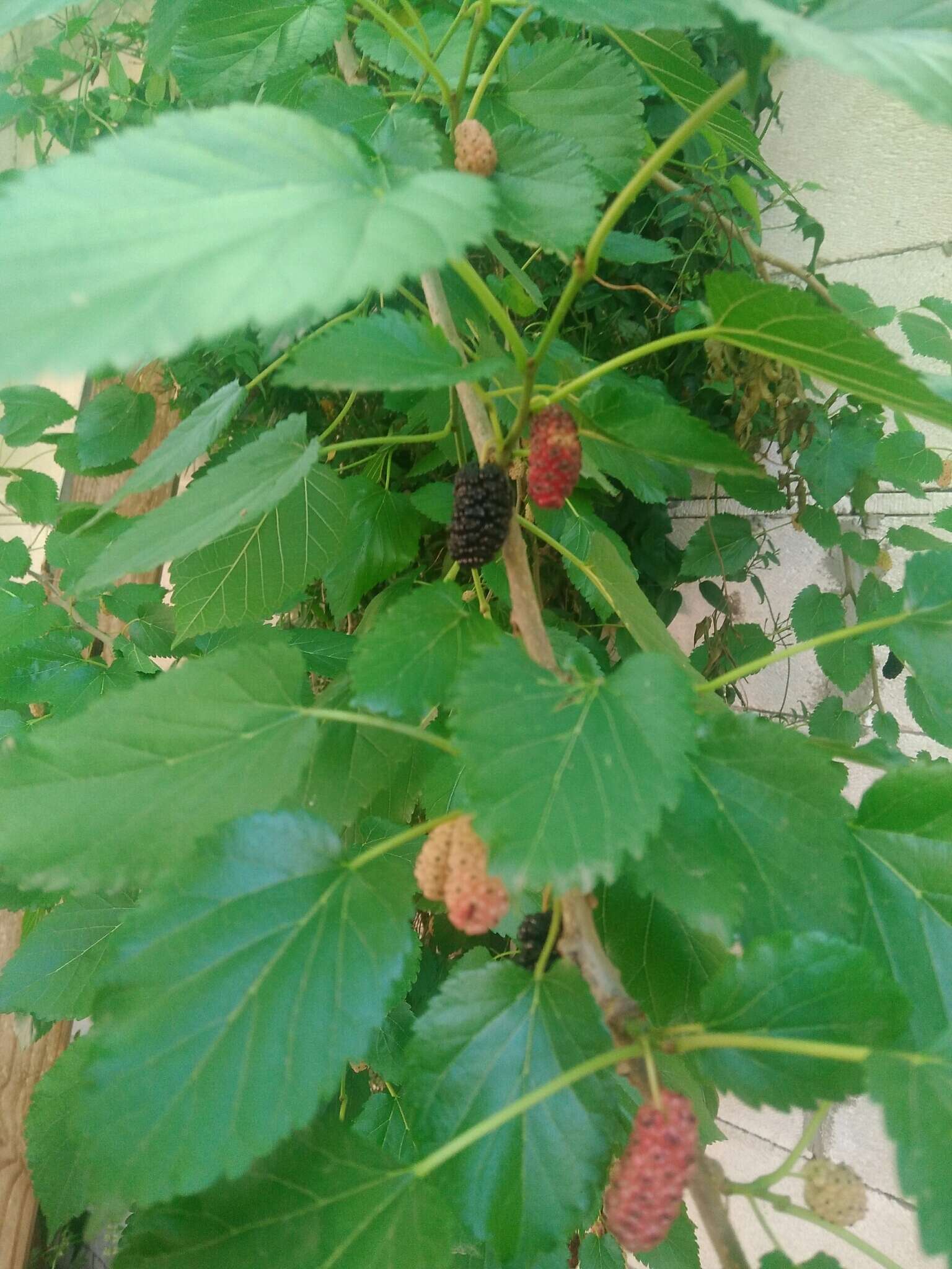 Image of black mulberry