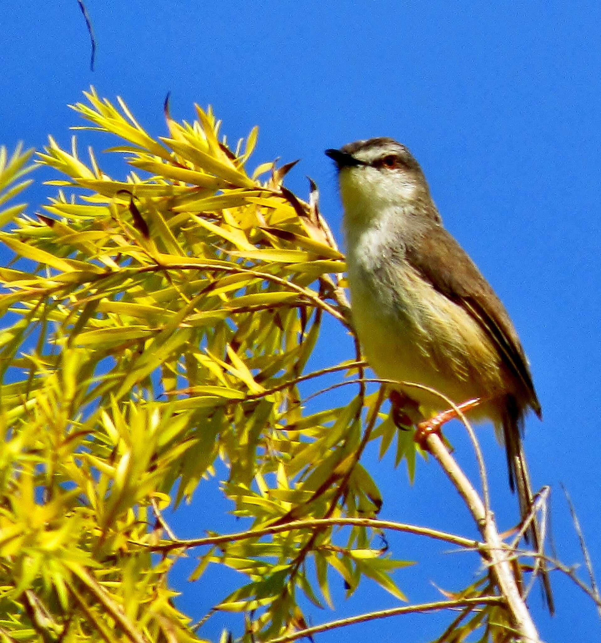 Image of Tawny-flanked Prinia