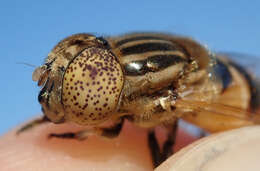 صورة Eristalinus megacephalus (Rossi 1794)