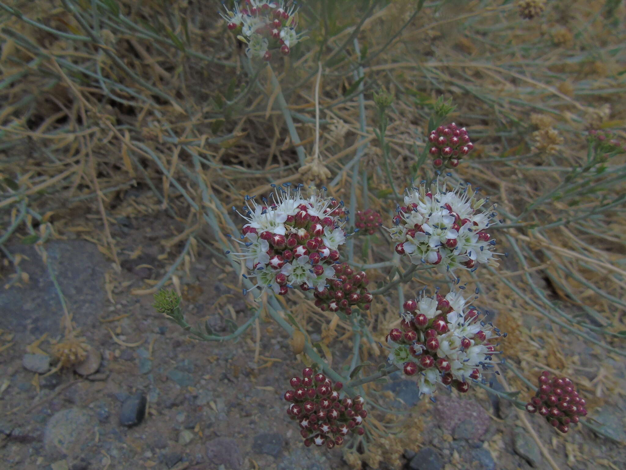 Sivun <i>Malesherbia <i>fasciculata</i></i> var. fasciculata kuva