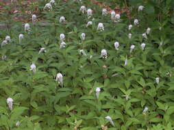 Image of gooseneck yellow loosestrife