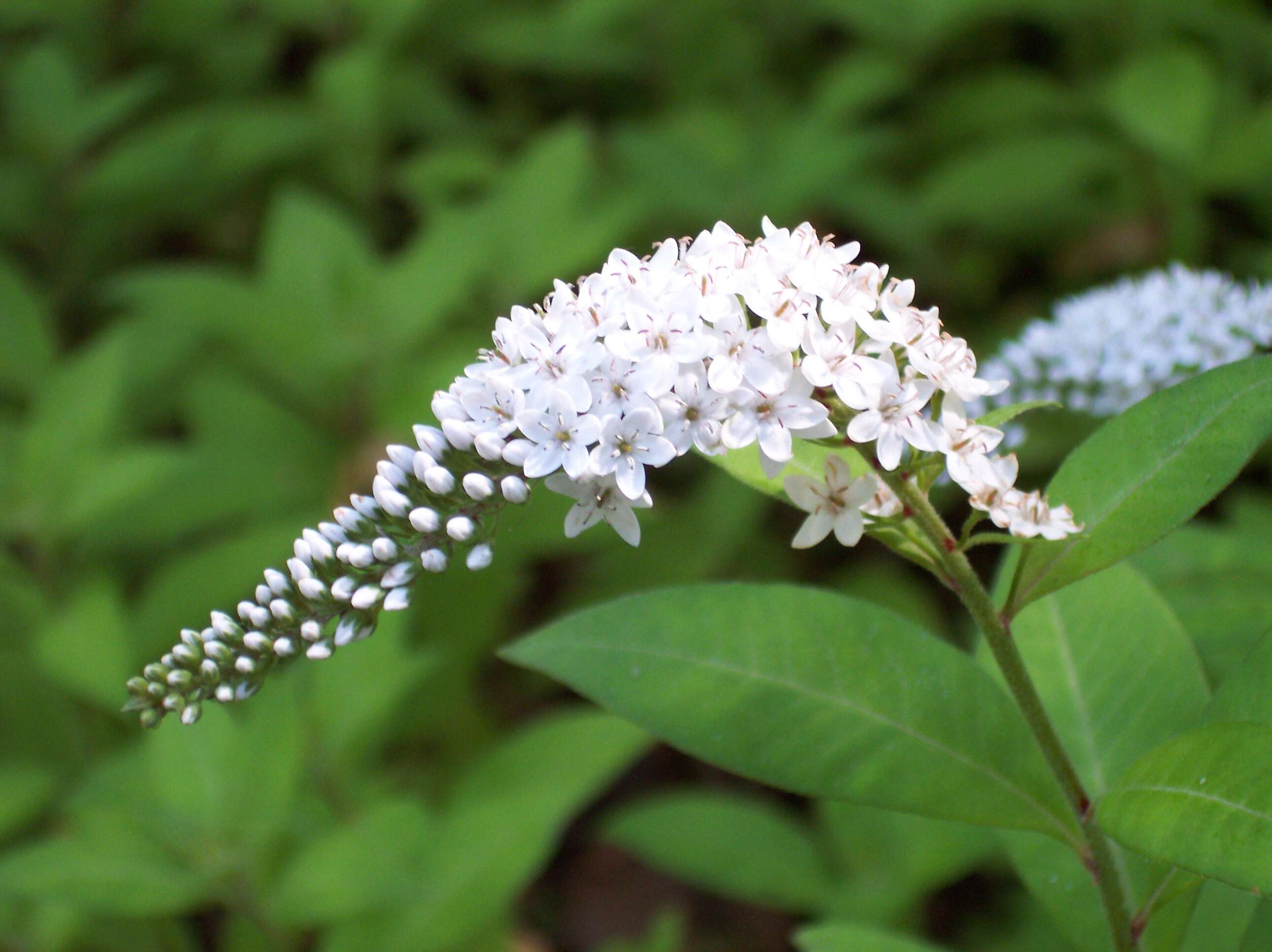 Image of gooseneck yellow loosestrife