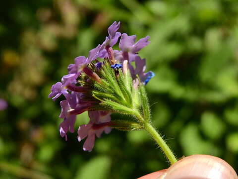 Image of Glandularia mendocina (Phil.) Covas & Schnack