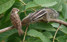 Sivun Funambulus subgen. Prasadsciurus Moore & Tate 1965 kuva