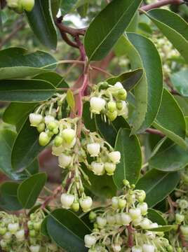 Image de Arbutus andrachne L.