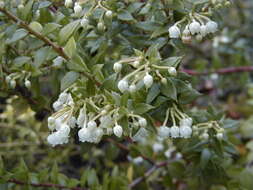 Image of Gaultheria mucronata (L. fil.) E. J. Remy