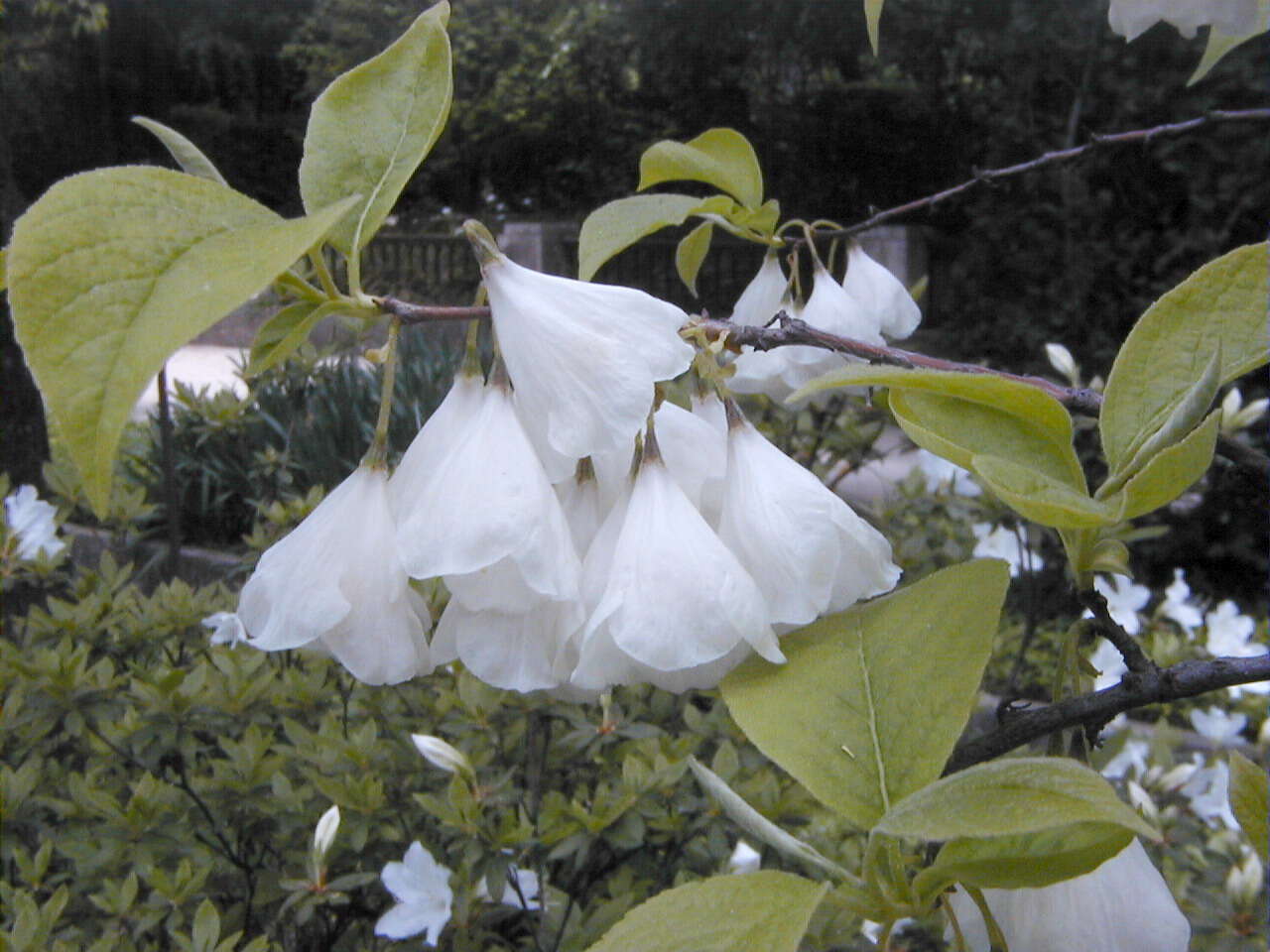 Image de Halesia tetraptera var. monticola (Rehd.) J. L. Reveal & M. J. Seldin