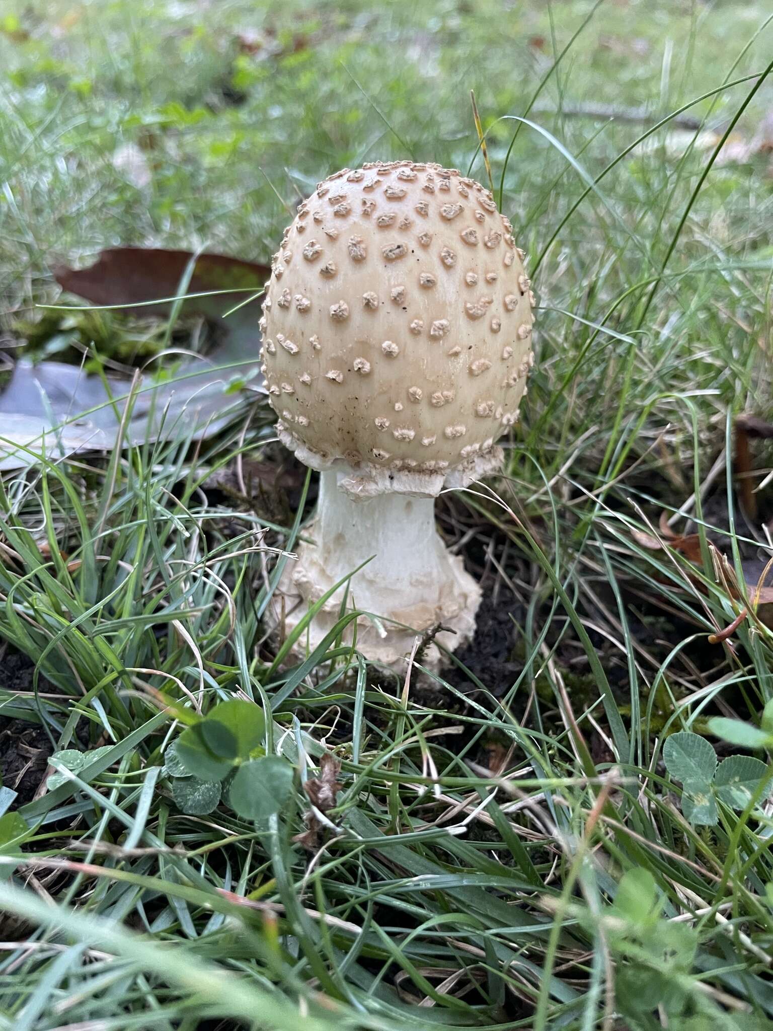 Image of Amanita velatipes G. F. Atk. 1900