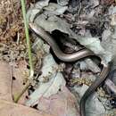 Image of Algerian Three-toed Skink