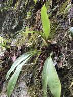 Eria scabrilinguis Lindl.的圖片