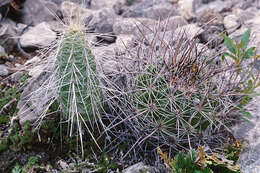 Image of Echinocereus parkeri subsp. gonzalezii (N. P. Taylor) N. P. Taylor