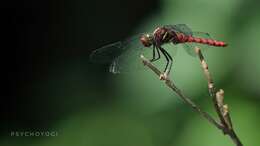 Image de Onychothemis culminicola Förster 1904