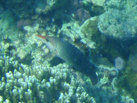 Image of Bird wrasse