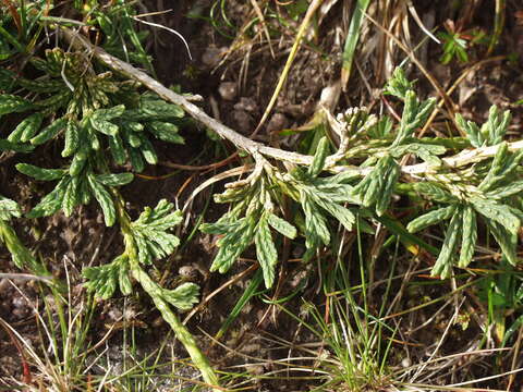 Image of Alpine Creeping-Cedar