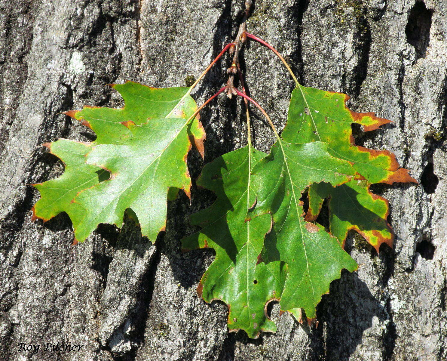 Image of Northern Red Oak