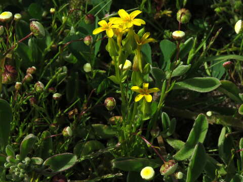 Image of Sebaea exacoides (L.) Schinz