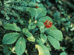 Panax quinquefolius L. resmi