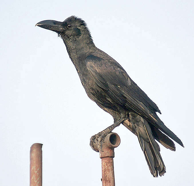 Imagem de Corvus levaillantii Lesson & R 1831