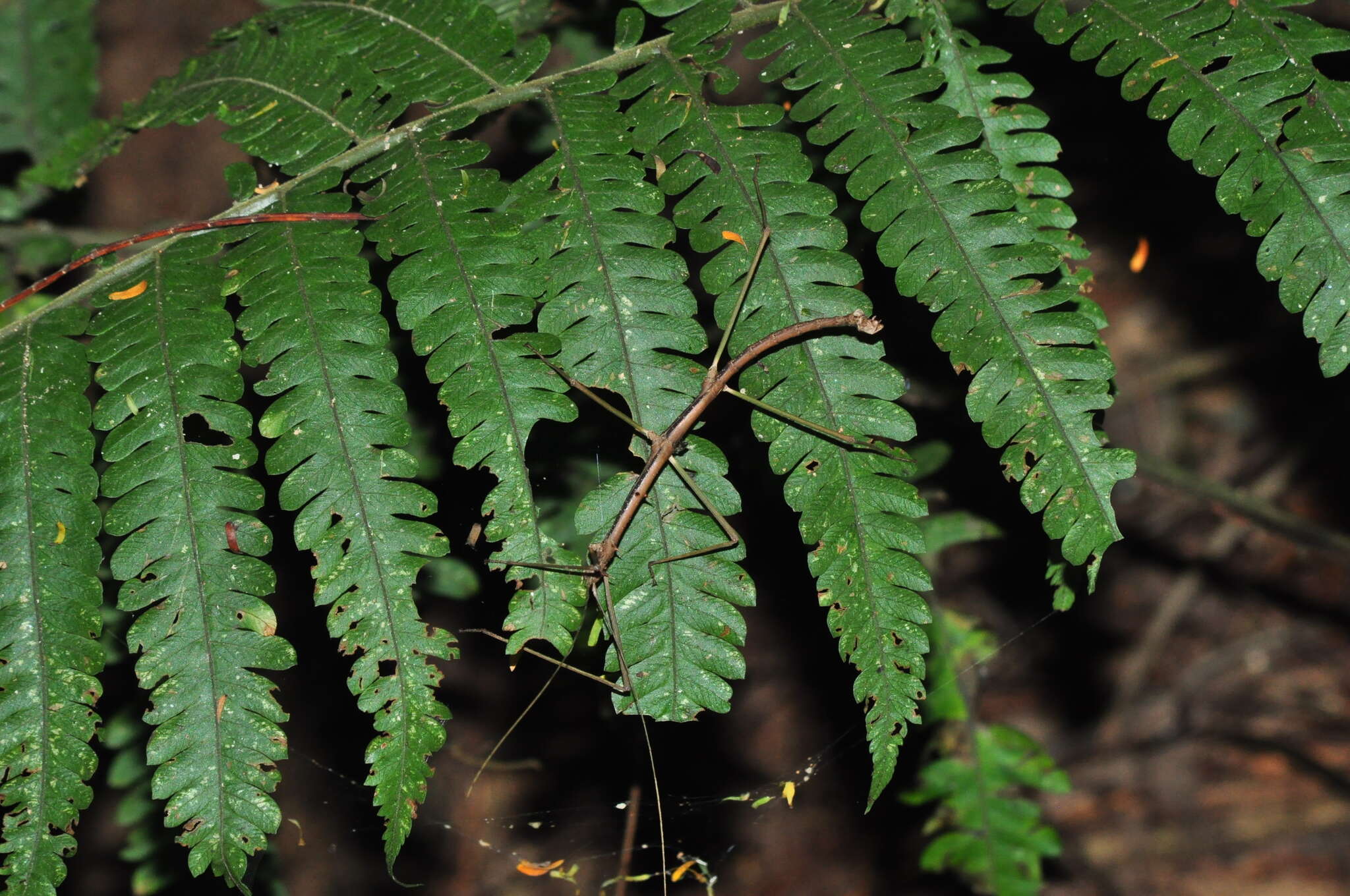 Image of Ceroys (Ceroys) perfoliatus (Gray & G. R. 1835)