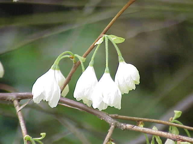 Image of mountain silverbell