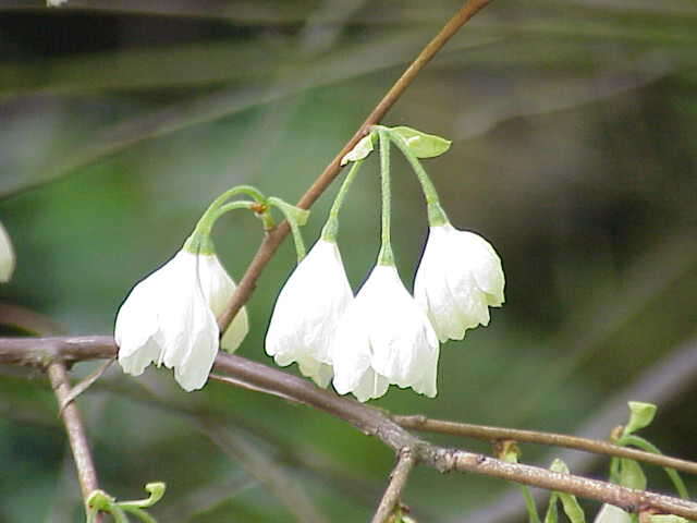 Image de Halesia tetraptera var. monticola (Rehd.) J. L. Reveal & M. J. Seldin