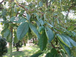 Plancia ëd Ehretia acuminata (DC.) R. Br.