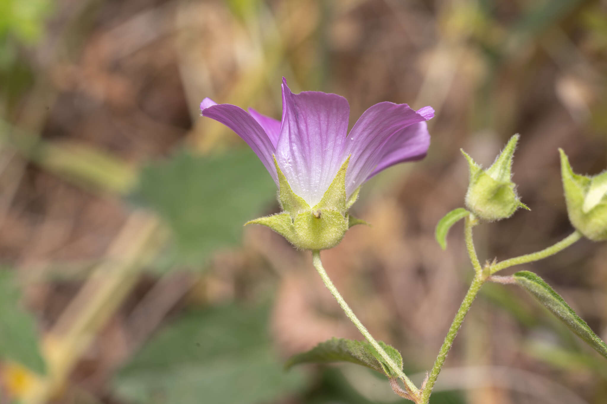 Image of Malva punctata (All.) Alef.