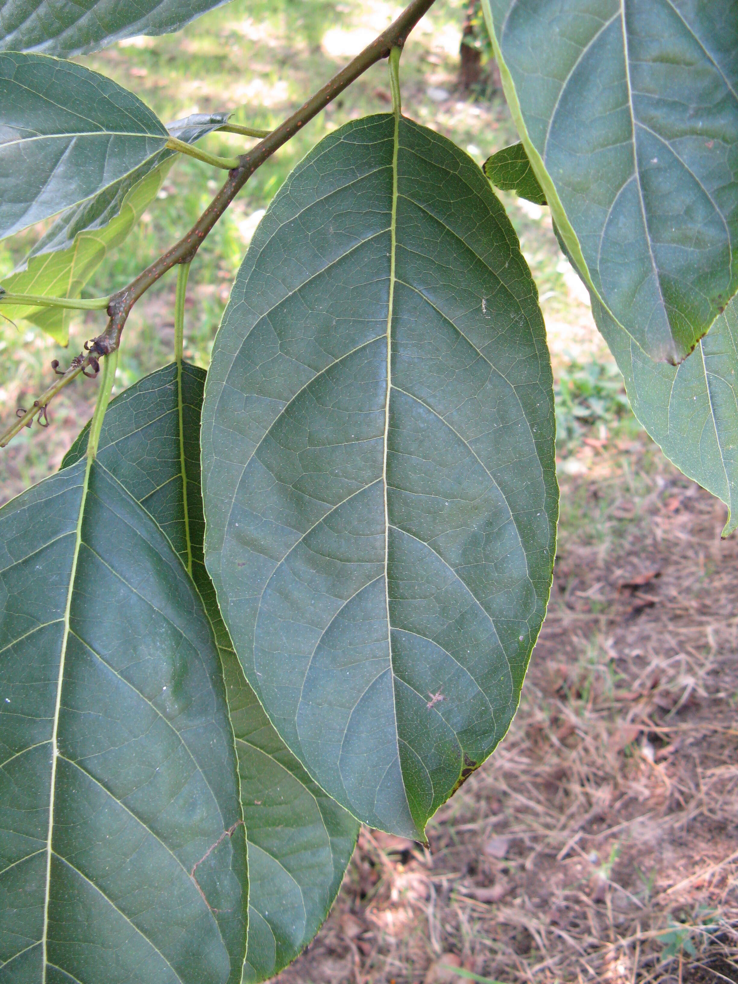 Plancia ëd Ehretia acuminata (DC.) R. Br.