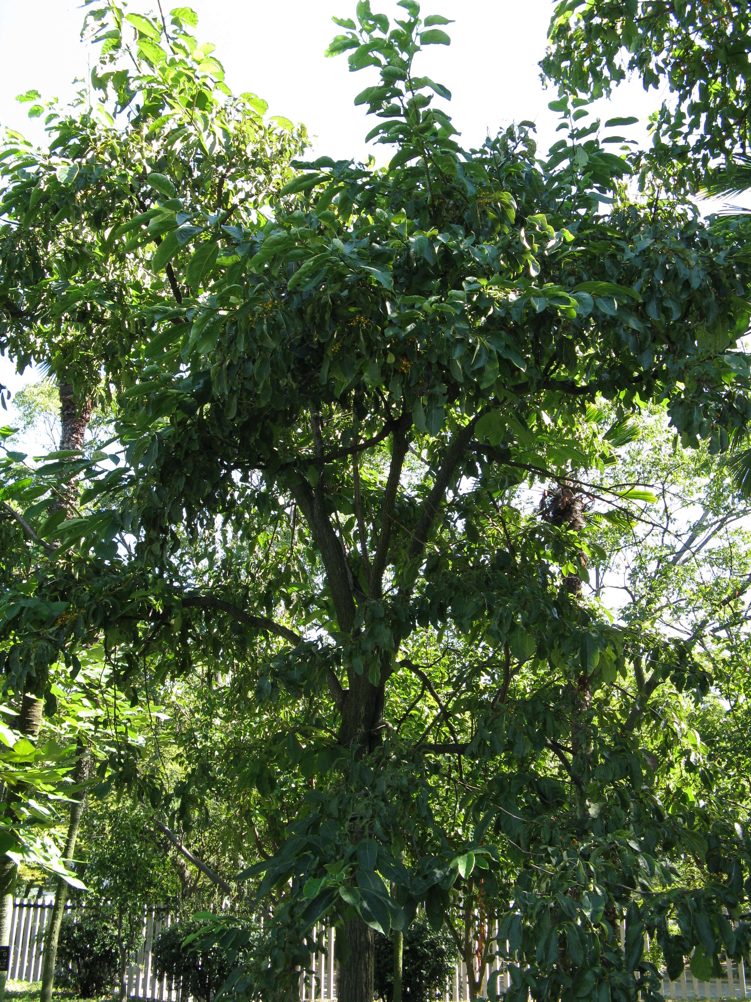 Plancia ëd Ehretia acuminata (DC.) R. Br.