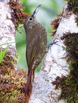 Imagem de Xiphorhynchus triangularis (Lafresnaye 1842)