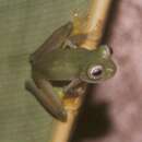 Image of Beautiful eyes Glassfrog
