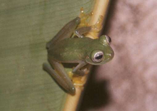 Image of Beautiful eyes Glassfrog