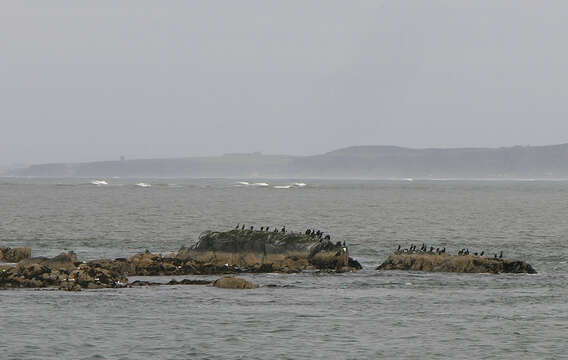 Image of European Shag