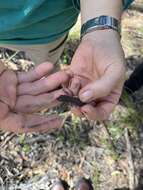 Image de Diplodactylus vittatus Gray 1832