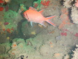 Image of Big-eyed Squirrelfish