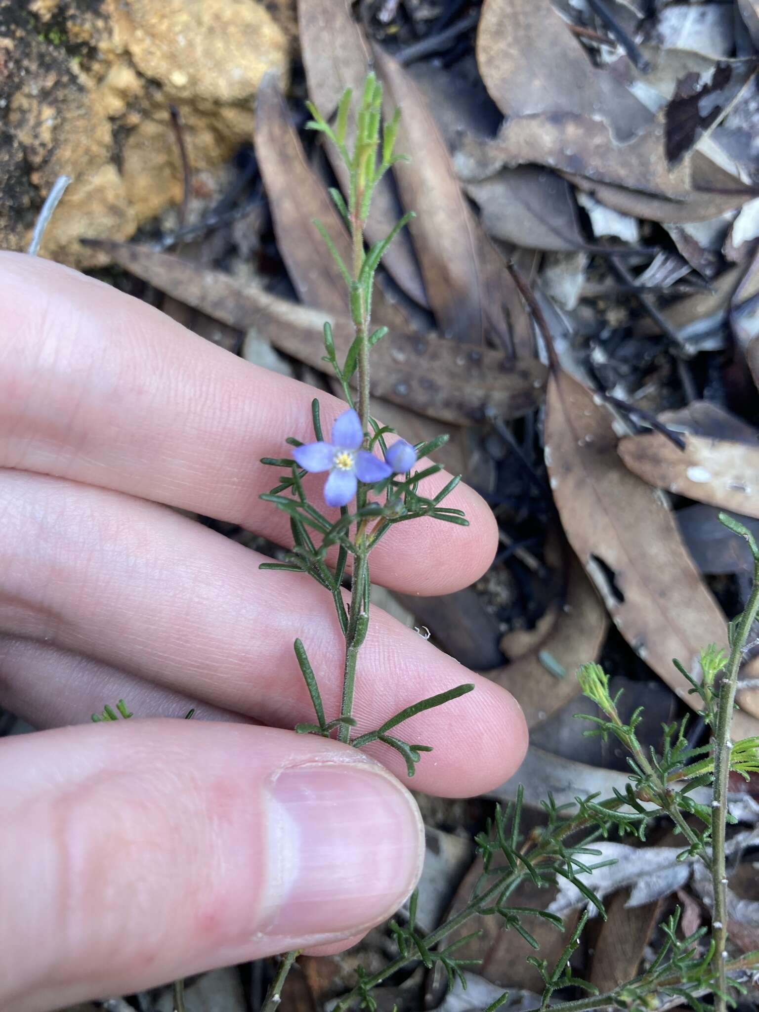 Image of Cyanothamnus ramosus subsp. lesueuranus
