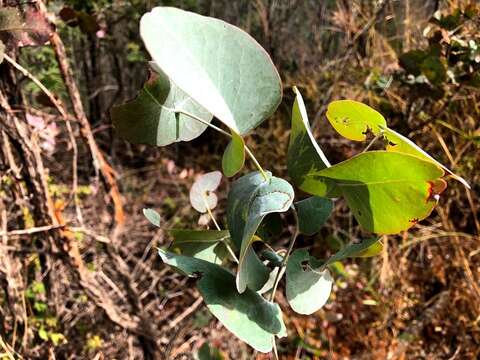Image of Eucalyptus melanophloia subsp. melanophloia