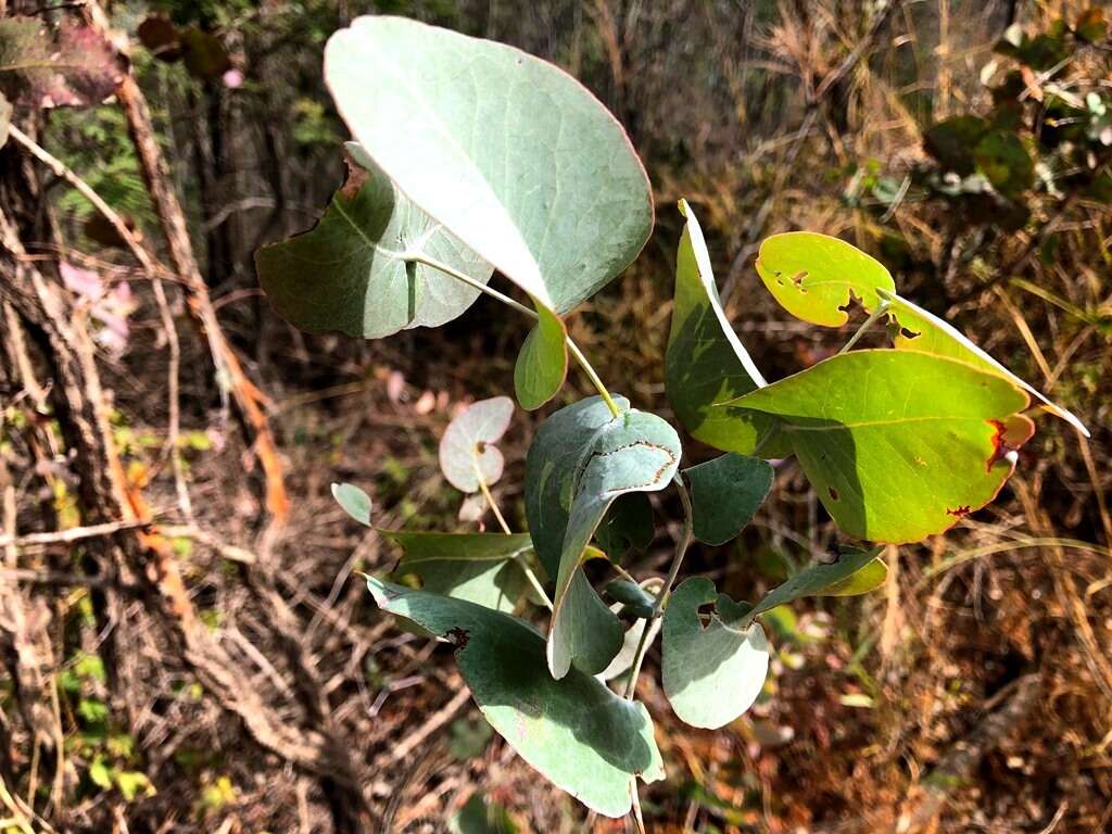 Imagem de Eucalyptus melanophloia subsp. melanophloia