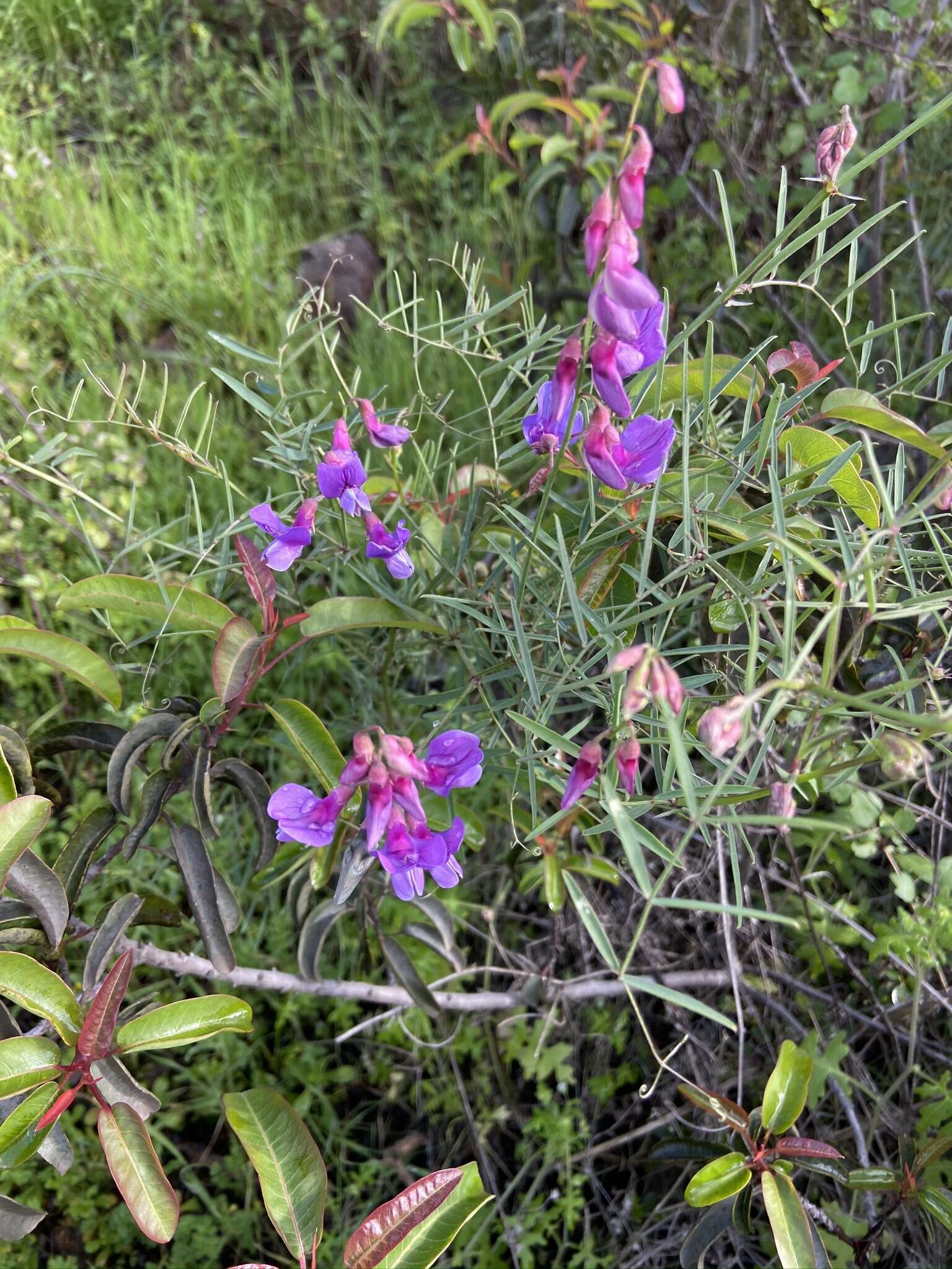 Lathyrus vestitus subsp. vestitus的圖片