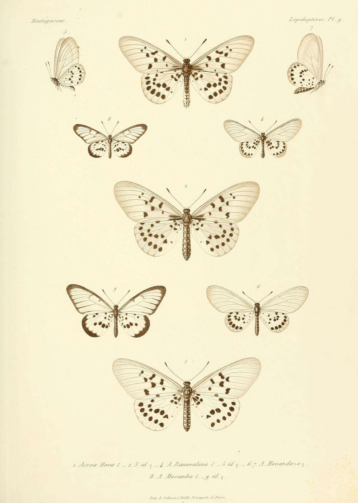 Image of Acraea masamba Ward 1872